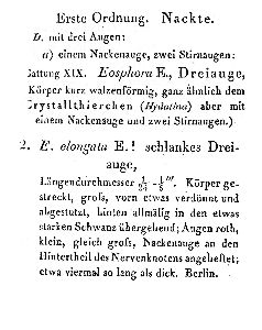 Ehrenberg, C G (1832): Abhandlungen der königlichen Akademie der Wissenschaften zu Berlin (für 1831)  p.140